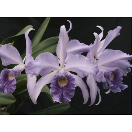 LC. CALLISTOGLOSSA COERULEA ( PURPURATA X WARSWEWICZII)