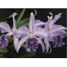 LC. CALLISTOGLOSSA COERULEA ( PURPURATA X WARSWEWICZII)