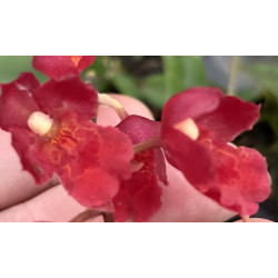 RODRICIDIUM LAVA BURST