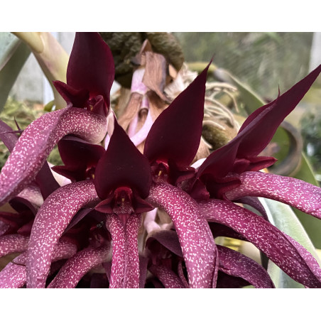 BULBOPHYLLUM FLETCHERIANUM