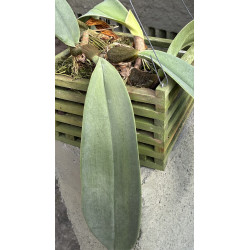 BULBOPHYLLUM FLETCHERIANUM