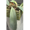BULBOPHYLLUM FLETCHERIANUM
