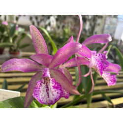 Bc.Maikai Louise x Landate