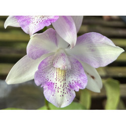 CAULOCATTLEYA CHANTILY LACE
