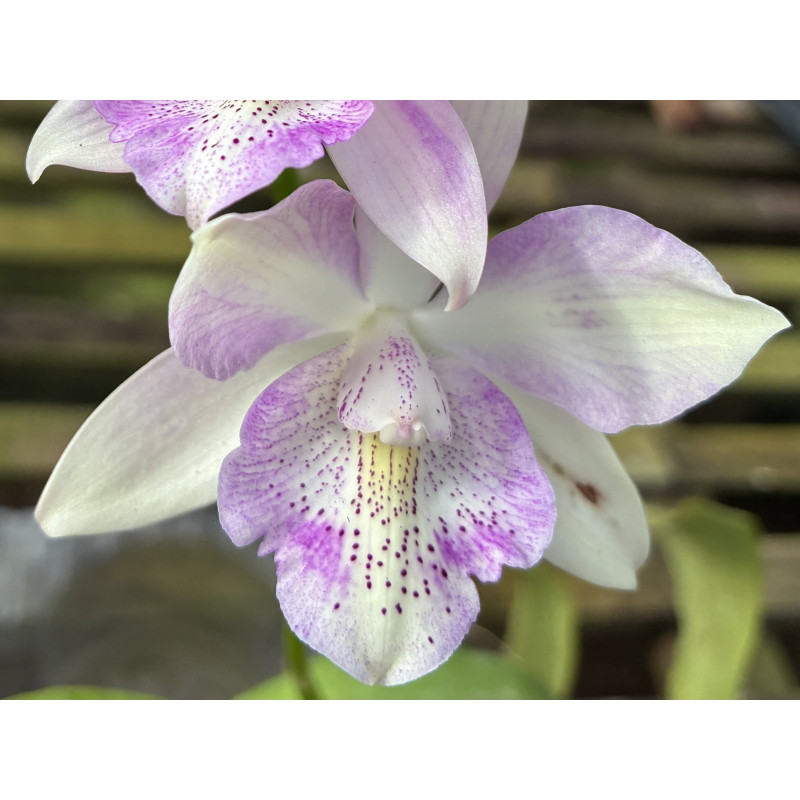 CAULOCATTLEYA CHANTILY LACE