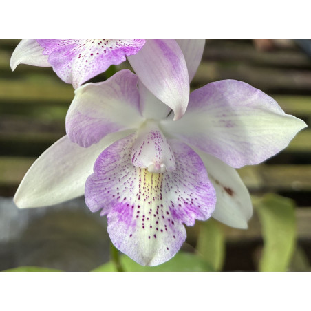 CAULOCATTLEYA CHANTILY LACE