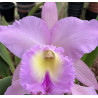 CATTLEYA HORACE X BC.ARISTROCATIS