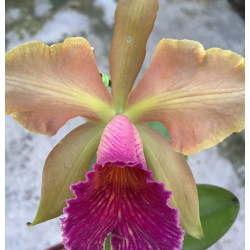 BLC. CHUNYEAH X CATTLEYA SCHILLERIANA