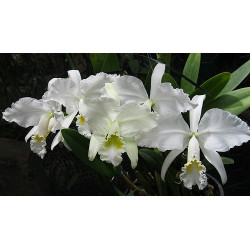 CATTLEYA WARNERI ALBESCENS( RICARDO BELLS X D.LOURDES)