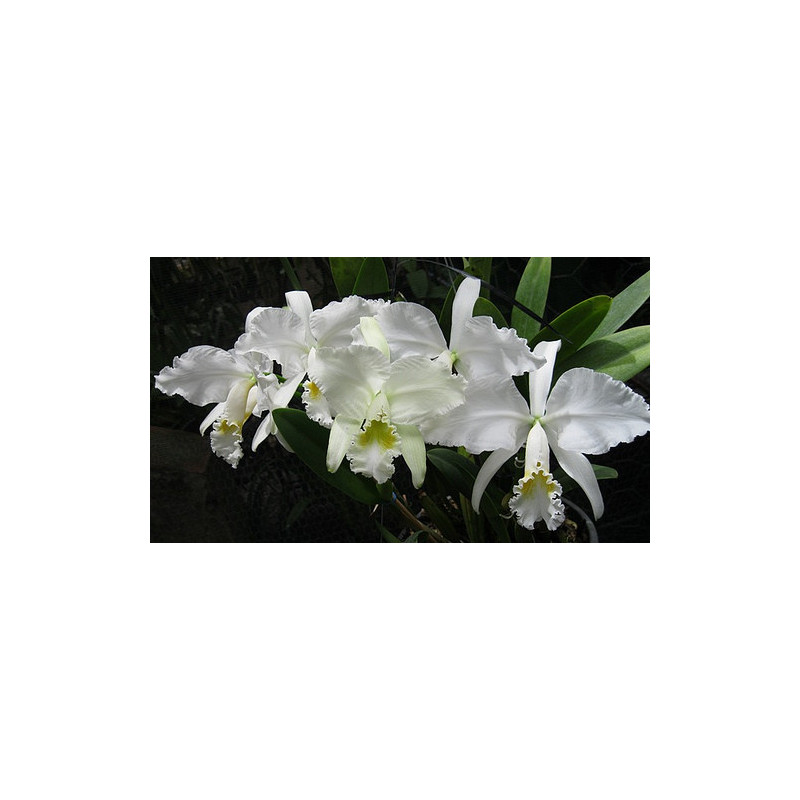 CATTLEYA WARNERI ALBESCENS( RICARDO BELLS X D.LOURDES)