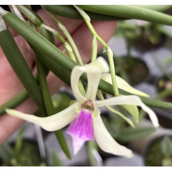 Leptotes bicolor