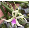 Leptotes bicolor
