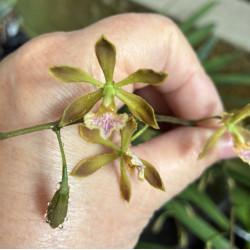 ENCYCLIA ANGUSTIFOLIA