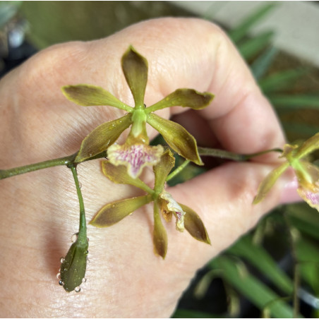 ENCYCLIA ANGUSTIFOLIA