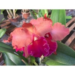 Blc. Pumpkin Festival