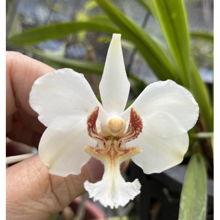 VANDA BARNESII ( ESPÉCIE)