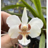 VANDA BARNESII ( ESPÉCIE)