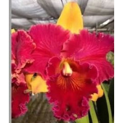BLC. HALL OF FAME