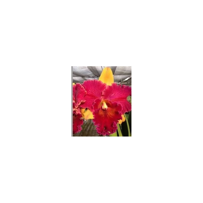 BLC. HALL OF FAME