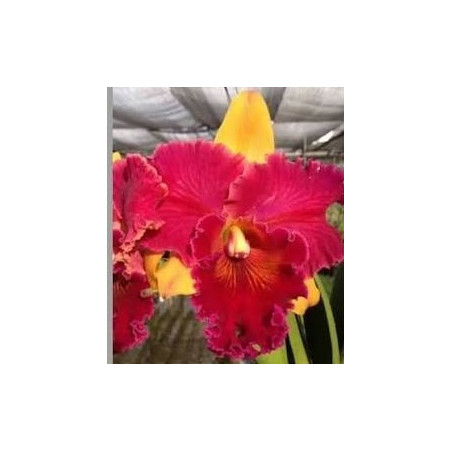 BLC. HALL OF FAME
