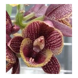 FDK.DESERT TENOR