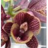 FDK.DESERT TENOR