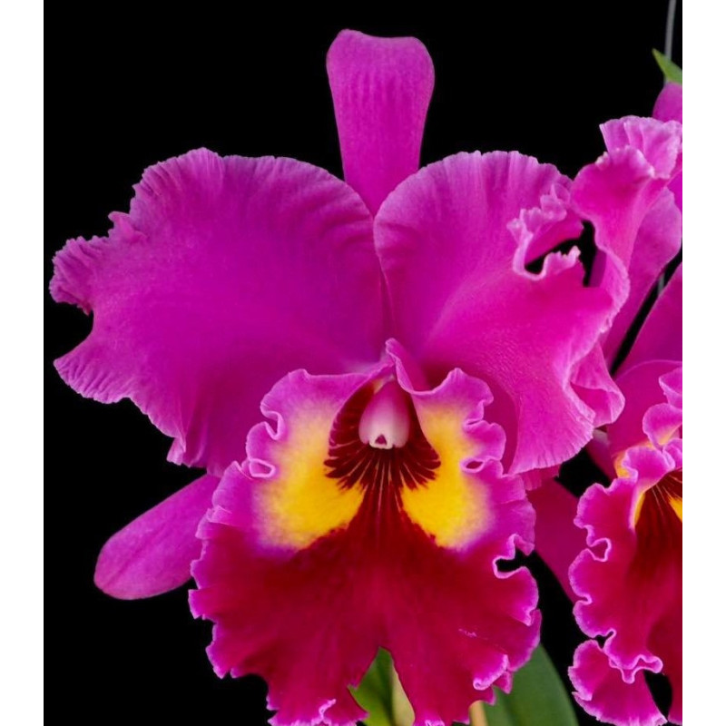 BLC. SWEET ANNIVERSARY ' YELLOW EYES'