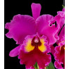 BLC. SWEET ANNIVERSARY ' YELLOW EYES'