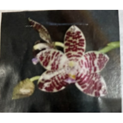 PHALAENOPSIS JOEY (GIGANTEA X LUEDDEMANNIANA)