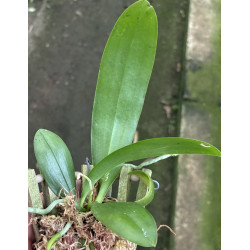 PHALAENOPSIS JOEY (GIGANTEA X LUEDDEMANNIANA)