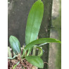 PHALAENOPSIS JOEY (GIGANTEA X LUEDDEMANNIANA)