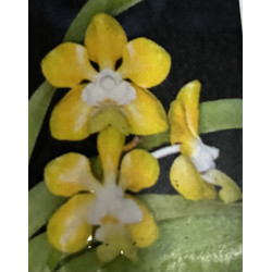 VANDA DENISONIANA