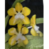 VANDA DENISONIANA
