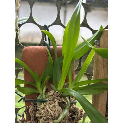 VANDA DENISONIANA