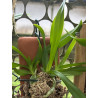 VANDA DENISONIANA