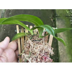 VANDOFINETIA WHITE CRANE X SEDERIA JAPONICA