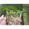 VANDOFINETIA WHITE CRANE X SEDERIA JAPONICA