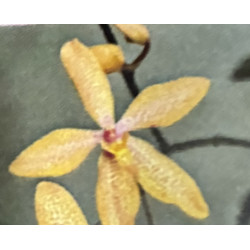 RENANTHOPSIS MILDRED JAMESON