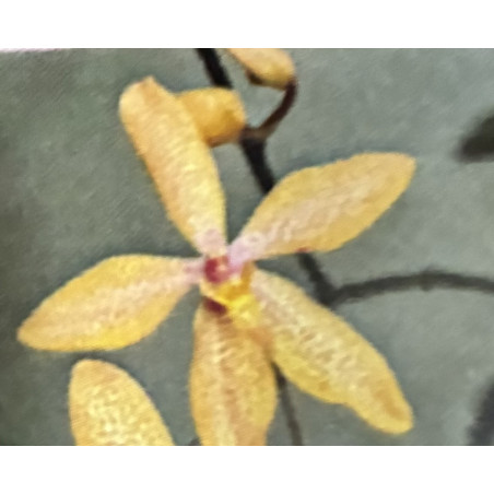 RENANTHOPSIS MILDRED JAMESON