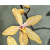 RENANTHOPSIS MILDRED JAMESON