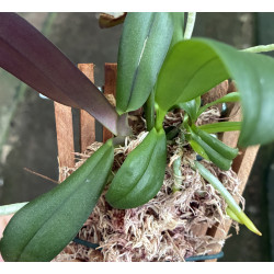 RENANTHOPSIS MILDRED JAMESON