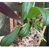 RENANTHOPSIS MILDRED JAMESON