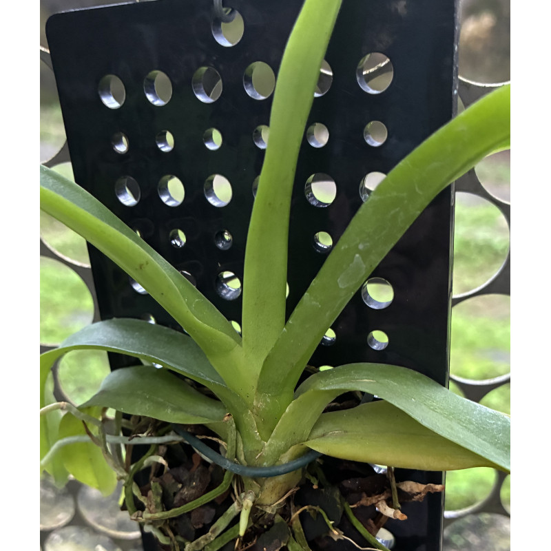 AERANTHES RAMOSA