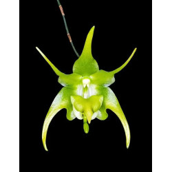 AERANTHES RAMOSA