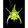 AERANTHES RAMOSA