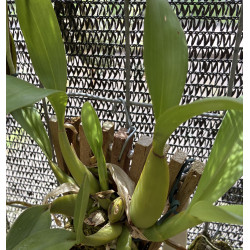 BAPTISTONIA VENUSTA
