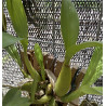 BAPTISTONIA VENUSTA