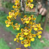 BAPTISTONIA VENUSTA