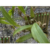 BULBOPHYLLUM FALCATUM VERDE