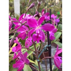 Epicattleya Yucatán